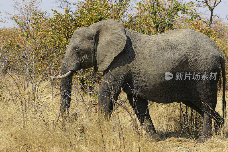 在津巴布韦丛林中的非洲象Loxodonta africana